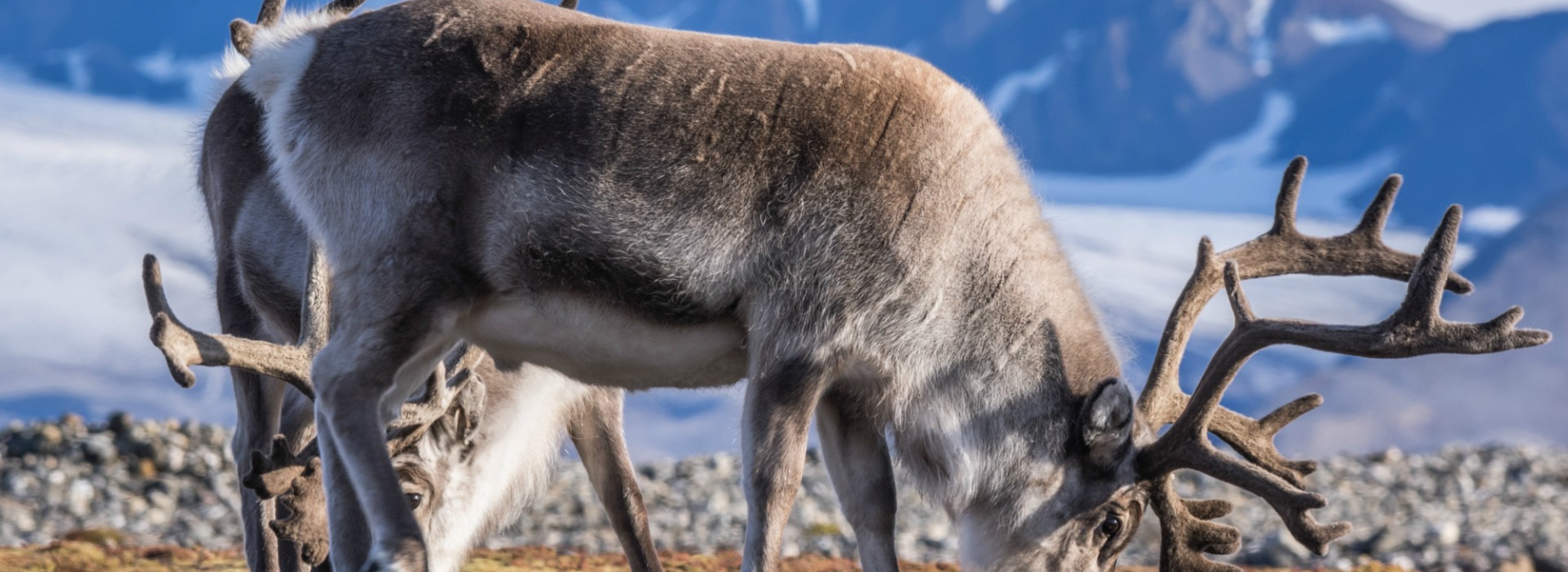 Reindeers in Svalbard